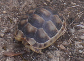 small-tortoise1