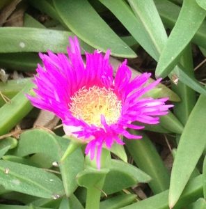 pink flower