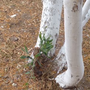 white trees