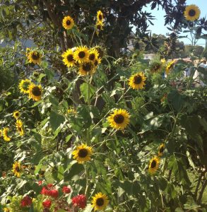 sunflowers